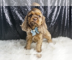 Medium Cocker Spaniel