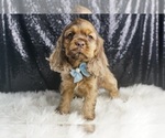 Puppy Rufus AKC Cocker Spaniel
