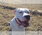 Small Photo #3 Bullboxer Pit Puppy For Sale in Yoder, CO, USA