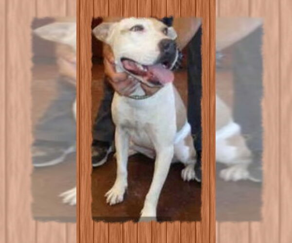 Medium Photo #3 American Pit Bull Terrier-Labrador Retriever Mix Puppy For Sale in Oro Valley, AZ, USA