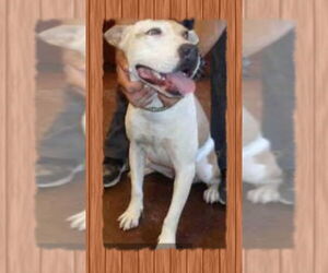 MILLIE - Female American Pit Bull Terrier-Labrador Retriever Mix Dog for Adoption - Photo #3