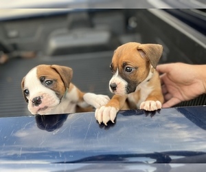 Boxer Puppy for sale in HARTWELL, GA, USA