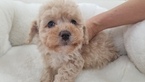 Small Photo #1 Maltipoo Puppy For Sale in LA MIRADA, CA, USA