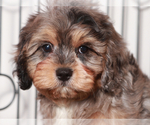 Small #1 Cavapoo