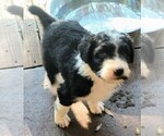 Small Photo #5 Aussiedoodle Puppy For Sale in MARION, TX, USA