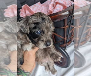 YorkiePoo Puppy for sale in GAFFNEY, SC, USA