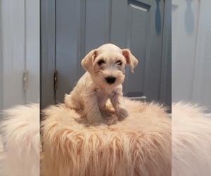 Schnauzer (Standard) Puppy for sale in YUMA, AZ, USA