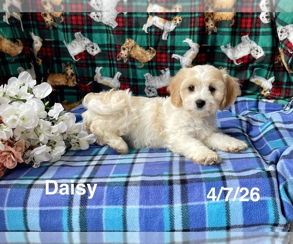 Medium Photo #3 Cavachon Puppy For Sale in MOUNT PLEASANT, MI, USA