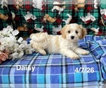 Small #2 Cavachon