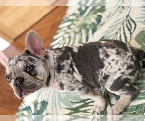 Medium French Bulldog