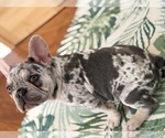 Puppy Puppy 4 French Bulldog