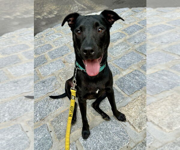 Medium Photo #4 American Staffordshire Terrier-Labrador Retriever Mix Puppy For Sale in Brewster, NY, USA