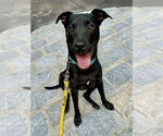 Small #3 American Staffordshire Terrier-Labrador Retriever Mix