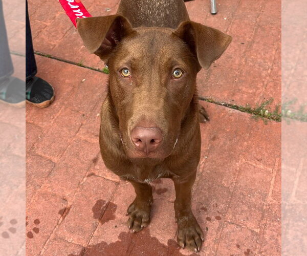 Medium Photo #15 Labrador Retriever-Unknown Mix Puppy For Sale in Canton, CT, USA