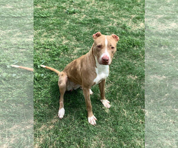 Medium Photo #2 American Pit Bull Terrier-Unknown Mix Puppy For Sale in McKinney, TX, USA