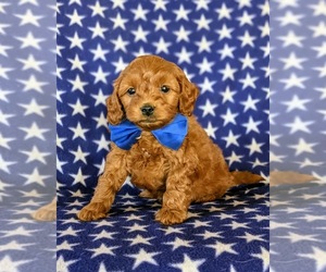 Cock-A-Poo-Poodle (Miniature) Mix Puppy for sale in KIRKWOOD, PA, USA