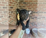 Small Photo #11 French Bulldog Puppy For Sale in CLEVELAND, NC, USA