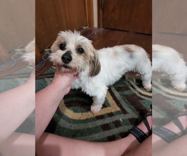 Medium Photo #1 Havanese Puppy For Sale in TECUMSEH, MI, USA