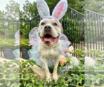 Small Photo #2 American Bulldog-Unknown Mix Puppy For Sale in Redlands, CA, USA