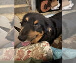 Small #2 Collie Mix