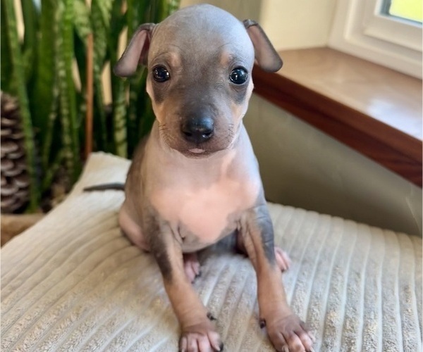 Medium Photo #1 American Hairless Terrier Puppy For Sale in MCKINLEYVILLE, CA, USA