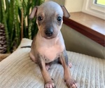 Puppy 6 American Hairless Terrier