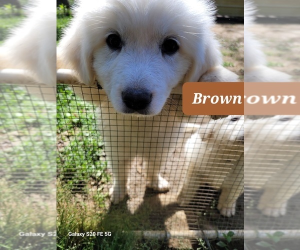 Medium Photo #2 Great Pyrenees Puppy For Sale in SCOTTSVILLE, KY, USA