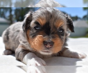 French Bulldog Puppy for sale in PALM COAST, FL, USA