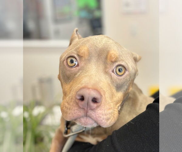 Medium Photo #5 American Pit Bull Terrier Puppy For Sale in Dublin, OH, USA