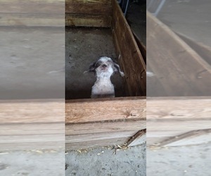 Father of the Shih Tzu puppies born on 06/29/2026