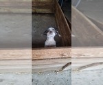 Small Photo #1 Shih Tzu Puppy For Sale in LAKELAND, FL, USA