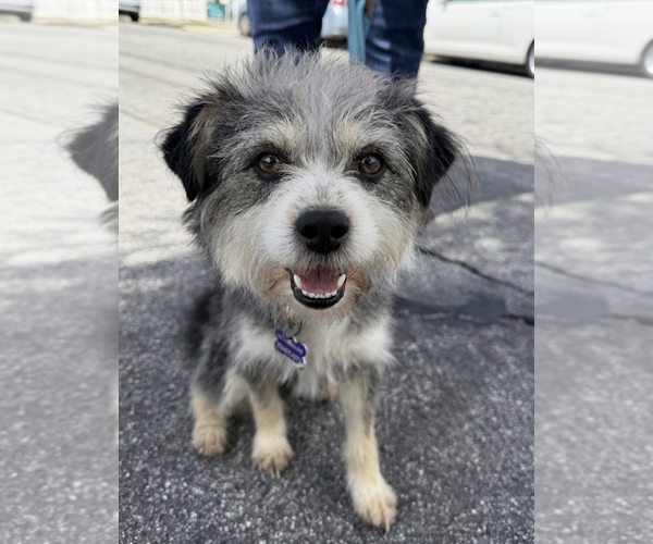 Medium Photo #5 Mutt Puppy For Sale in Newport Beach, CA, USA