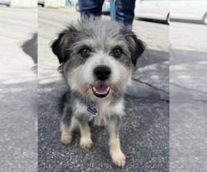Bojangles - Male Mutt Dog for Adoption - Photo #5