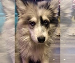 Small Photo #2 Alaskan Husky-Pomeranian Mix Puppy For Sale in MERIDEN, MN, USA