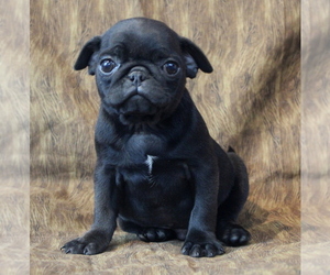 Pug Puppy for Sale in SALINA, Kansas USA
