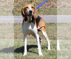 Treeing Walker Coonhound Dogs for adoption in Prattville, AL, USA