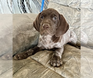 German Shorthaired Pointer Puppy for sale in WARSAW, NC, USA