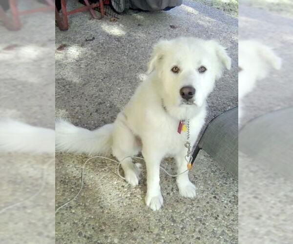 Medium Photo #2 Great Pyrenees Puppy For Sale in Spring, TX, USA