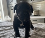 Small #47 Cane Corso