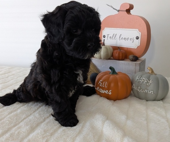Medium Photo #9 ShihPoo Puppy For Sale in GOSHEN, IN, USA