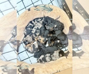 Aussie-Poo-Bernedoodle Mix Litter for sale in LEXINGTON, SC, USA