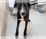 Small #2 American Pit Bull Terrier