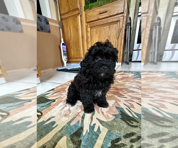 Medium Photo #3 Bichpoo-Poodle (Miniature) Mix Puppy For Sale in LOS ANGELES, CA, USA