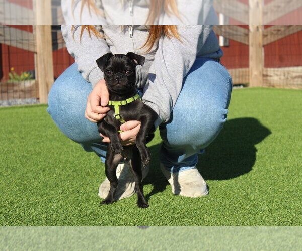 Medium Photo #3 Chug Puppy For Sale in Chestertown, MD, USA