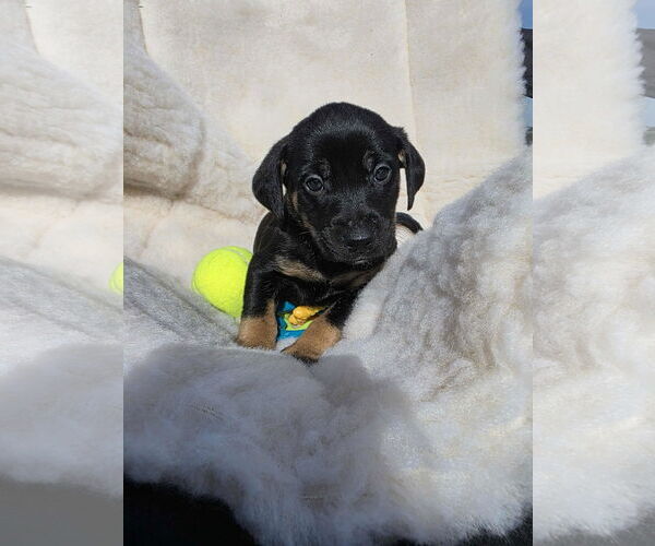 Medium Photo #2 Boxador Puppy For Sale in SHERBURNE, NY, USA
