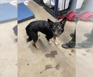 Siberian Husky-Unknown Mix Dogs for adoption in Woodland, CA, USA