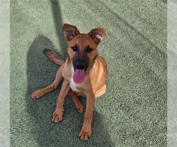 Medium Photo #1 German Shepherd Dog-Unknown Mix Puppy For Sale in Norco, CA, USA