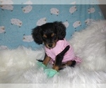 Small Photo #25 Australian Shepherd-Cavalier King Charles Spaniel Mix Puppy For Sale in HOWLAND, OH, USA
