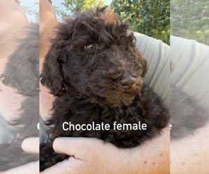 Medium Poodle (Standard)