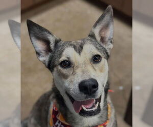 Siberian Husky-Unknown Mix Dogs for adoption in Canton, CT, USA